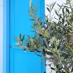 Kapris House Διαμέρισμα Άγιος Προκόπιος